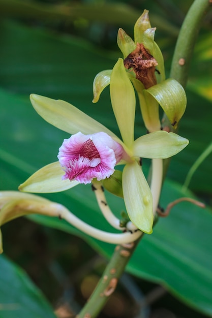 Vanilla pilifera Espécies raras orquídeas selvagens