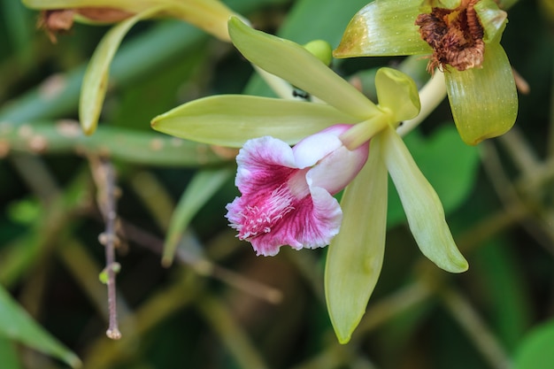 Vanilla pilifera especies raras orquídeas silvestres