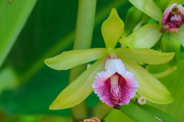 Vanille pilifera Wilde Orchideen seltener Arten