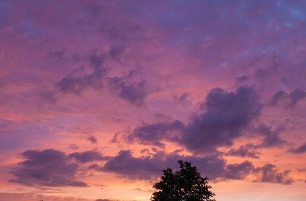 Vanillehimmel am Abend Blick auf den Sonnenuntergang Baum in den mittleren rosa Wolken