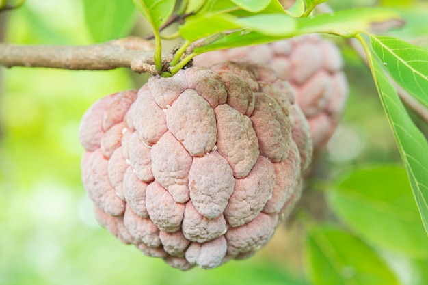 Vanillepuddingapfel purpurrot auf einem Baum