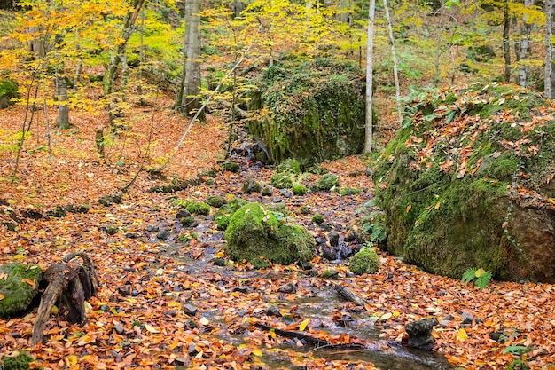 Vapor en el Parque Nacional Yedigoller Turquía