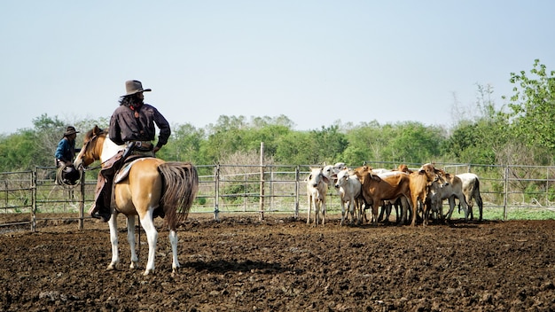 Vaqueiro, montando, cavalo, e, vaca, em, a, terra cultivada