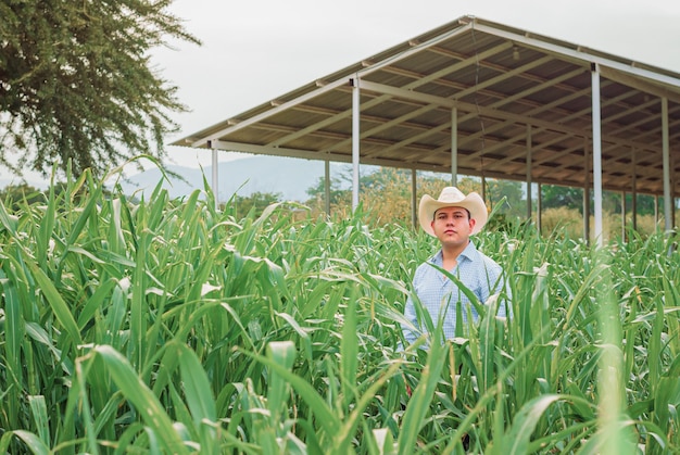 vaqueiro na fazenda