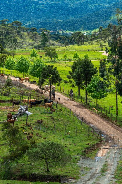 Vaquero llevando ganado a los pastos Vida en el campo