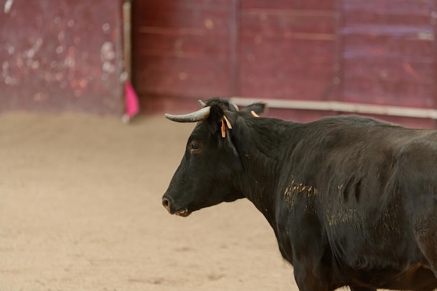 Vaquilla durante una práctica taurina