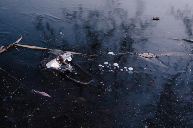 Vara de pesca no rio de gelo no início do inverno Há algum junco em um backgroung do gelo azul com bolhas de ar Cena de paisagem de inverno