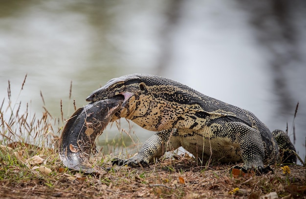 Varanus bengalesis comendo peixe-gato na lagoa