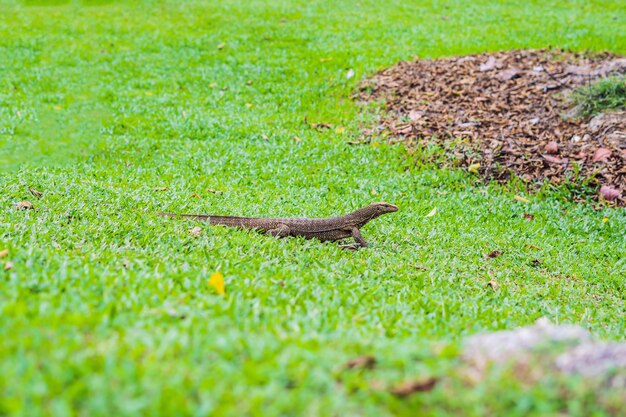 Varanus-Eidechse im Vordergrund auf dem Gras