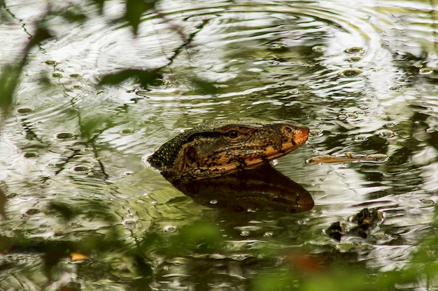 Varanus salvator en el agua como reptil.