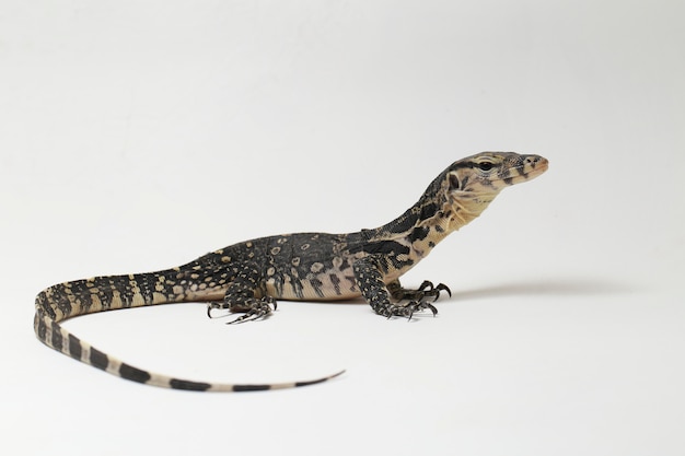 Varanus salvator Asian Water Monitor aislado en un blanco