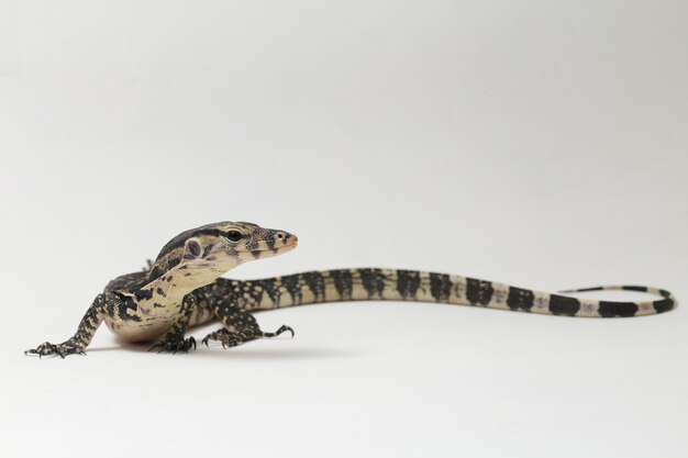 Varanus salvator Asian Water Monitor aislado en un blanco