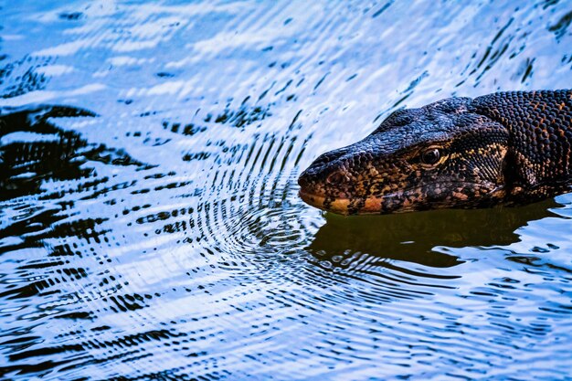 Foto varanus salvator comúnmente conocido como el monitor de agua