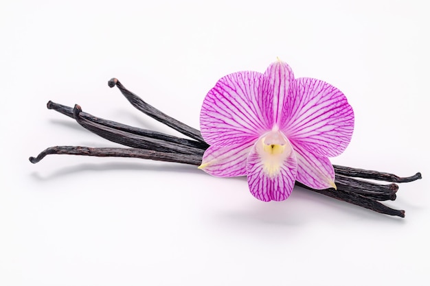 Varas de baunilha secas e flor de orquídea isoladas em fundo brancoxd