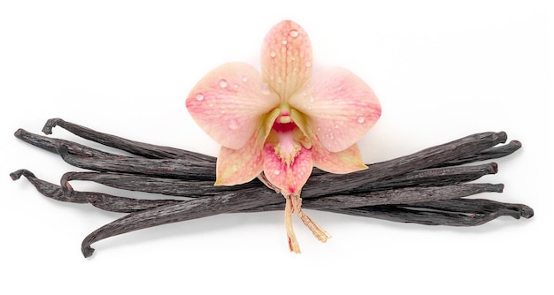 Varas de baunilha secas e flor de orquídea isoladas no fundo branco