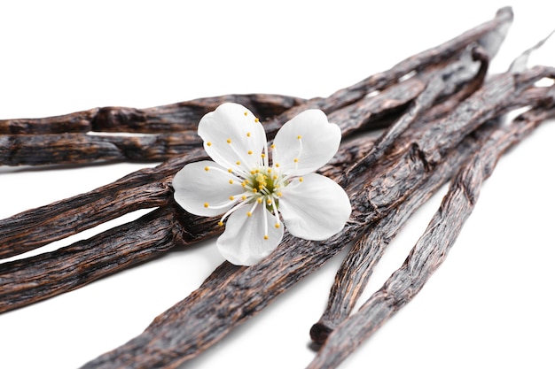 Varas de baunilha secas e flores em closeup de fundo branco