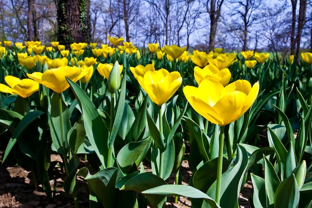 Variaciones doradas de tulipanes - temporada de primavera (abril)