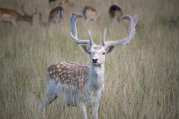 Variantes leucísticas del gamo europeo Ciervo macho del gamo