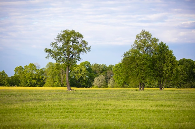 Várias árvores crescem em um campo verde contra um céu azul Paisagem calma da pista do meio