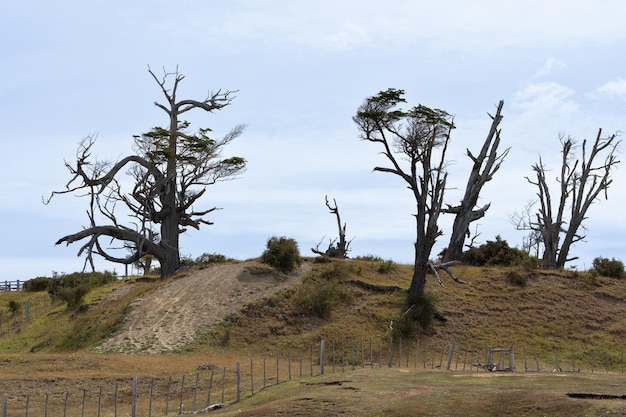 várias árvores secas no campo desmatamento