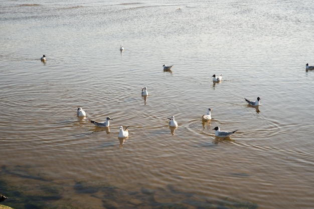 Várias aves marinhas à procura de comida na praia