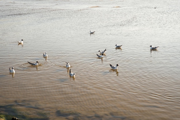 Várias aves marinhas à procura de comida na praia