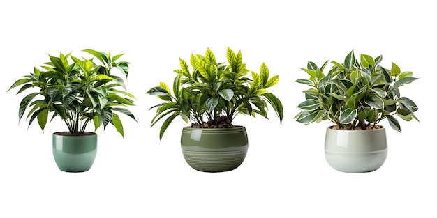 Várias belas plantas de casa para decoração doméstica