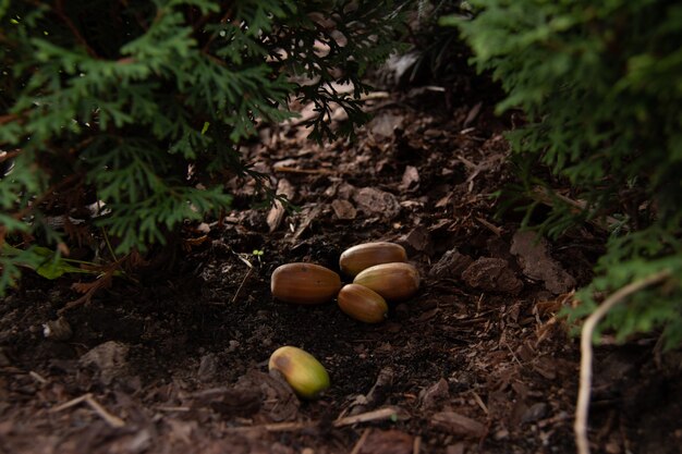 Várias bolotas amarelas caem no chão sob as árvores verdes