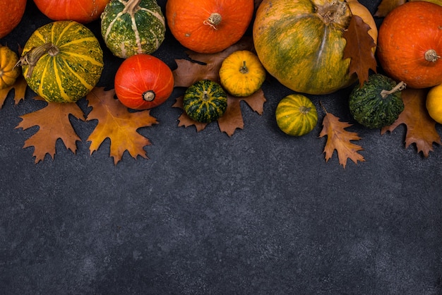 Varias calabazas decorativas concepto de otoño