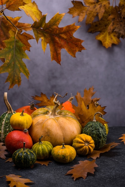 Varias calabazas decorativas concepto de otoño