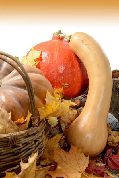 Varias calabazas con hojas de otoño