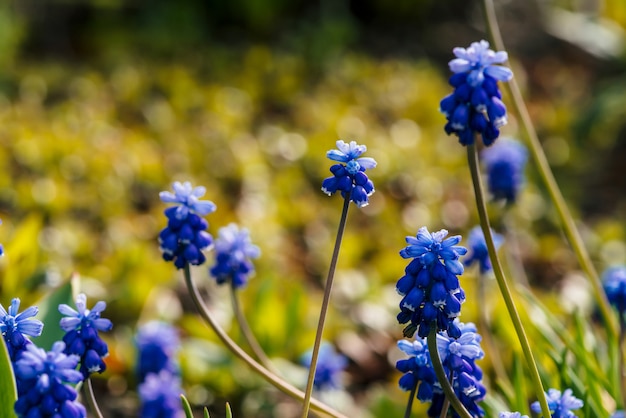 Varias campanillas azules hermosas. Pintorescas flores de cobalto rodeadas de pastos verdes con espacio de copia. Pequeño cian muscari primer plano. Jacinto colorido en la luz del sol.