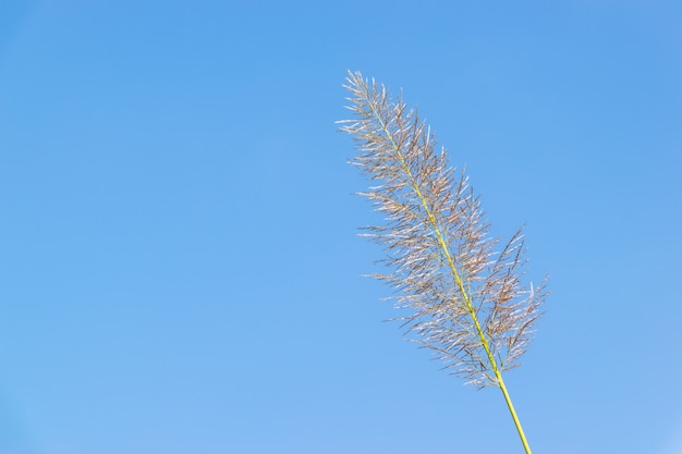 Varias cañas amarillas están bajo el cielo azul y las nubes blancas.