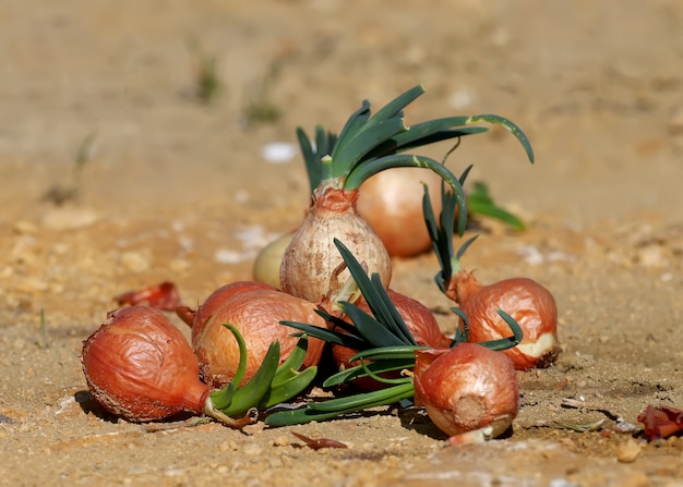 Varias cebollas La cebolla (Allium cepa L., arrojada al suelo brotó de plumas verdes