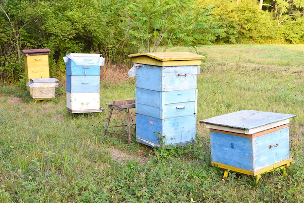 Varias colmenas de abejas en un colmenar