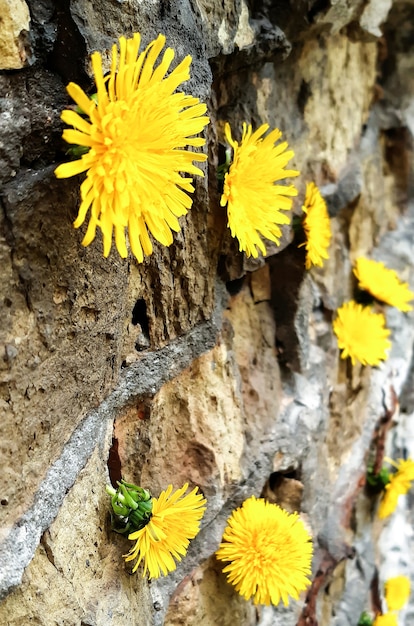 Várias cores de dentes-de-leão amarelos pendurados em uma parede de tijolos