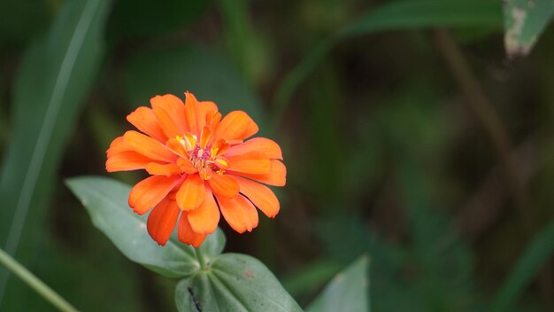 Foto várias cores de flores bonitas