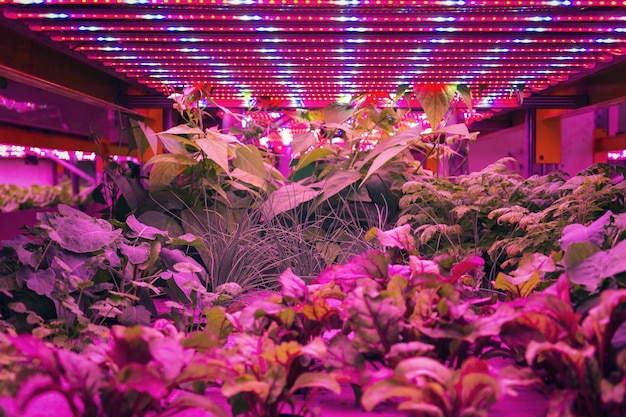 Várias ervas e vegetais crescem sob cintos de luzes LED especiais no sistema de aquaponia
