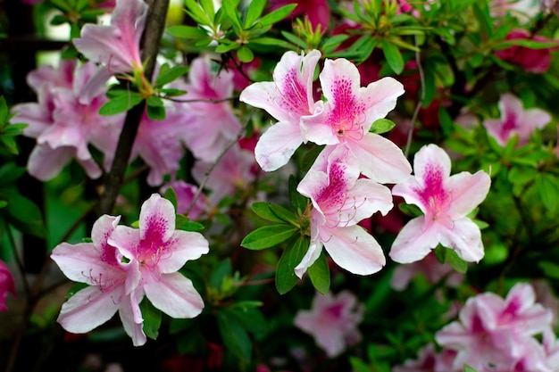Varias flores de azalea Rhododendron simsii Planch rosa claro