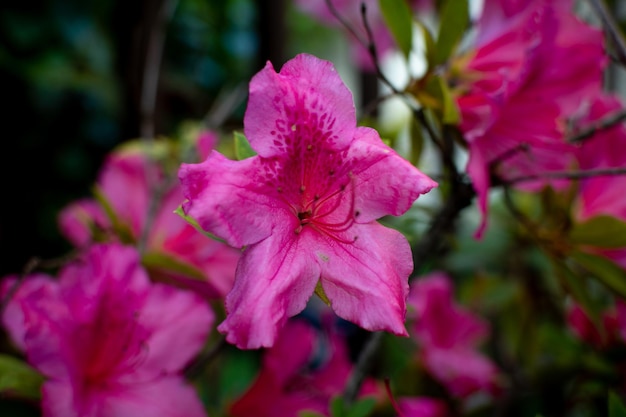 Varias flores de azalea Rhododendron simsii Planch rosa oscuro