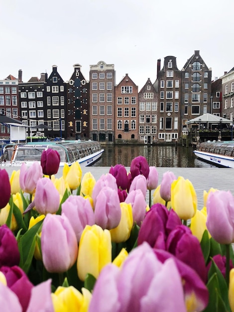 Foto varias flores en el canal en medio de los edificios de la ciudad