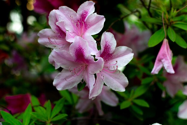 Várias flores de azálea Rhododendron simsii Planch rosa claro