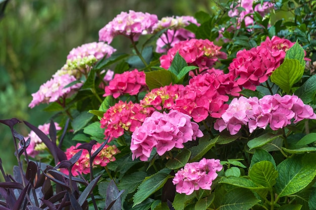 Várias flores de gerânio