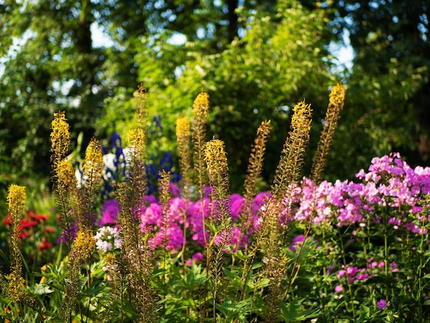 Várias flores de jardim no jardim perto da casa em um dia ensolarado de verão