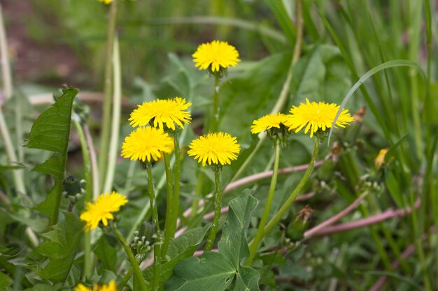 Varias flores jóvenes de diente de león amarillo en el prado verde