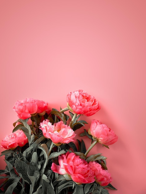 Varias flores de peonía rosa dispuestas en papel rosa a juego Vista superior de la imagen tonificada plana Diseño de tarjeta de felicitación ecológica natural casual de moda en gris y rosa Lugar de texto de Copyspace