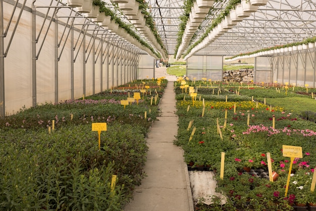 Varias flores y plantas dentro del vivero