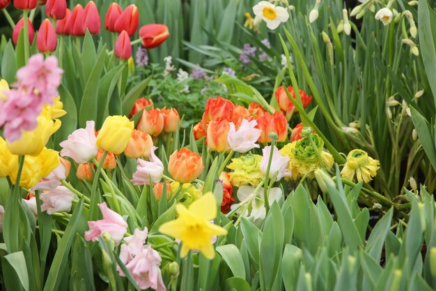 Foto varias flores de primavera tulipanes narciso de fondo