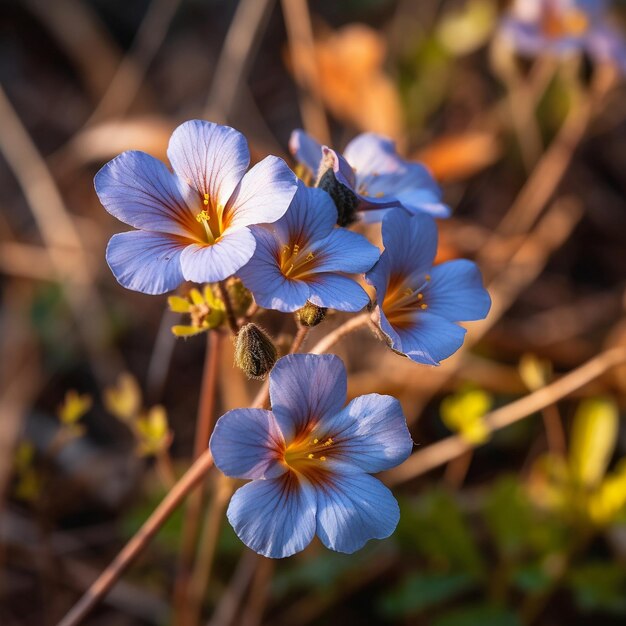 Várias flores selvagens de cores vibrantes minimalistas sessão de fotos realista