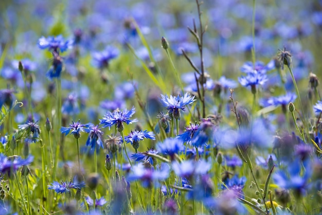 Varias flores silvestres en un hermoso campo de verano iluminado por el sol